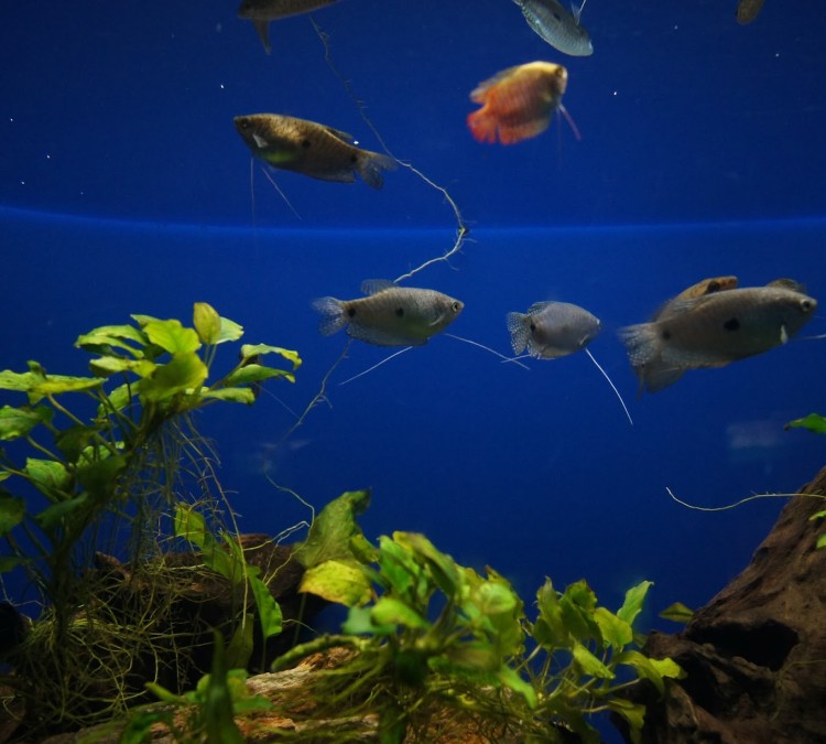 Freshwater Aquarium (San&nbspDiego,&nbspCA)